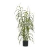 Græs Plante Grøn