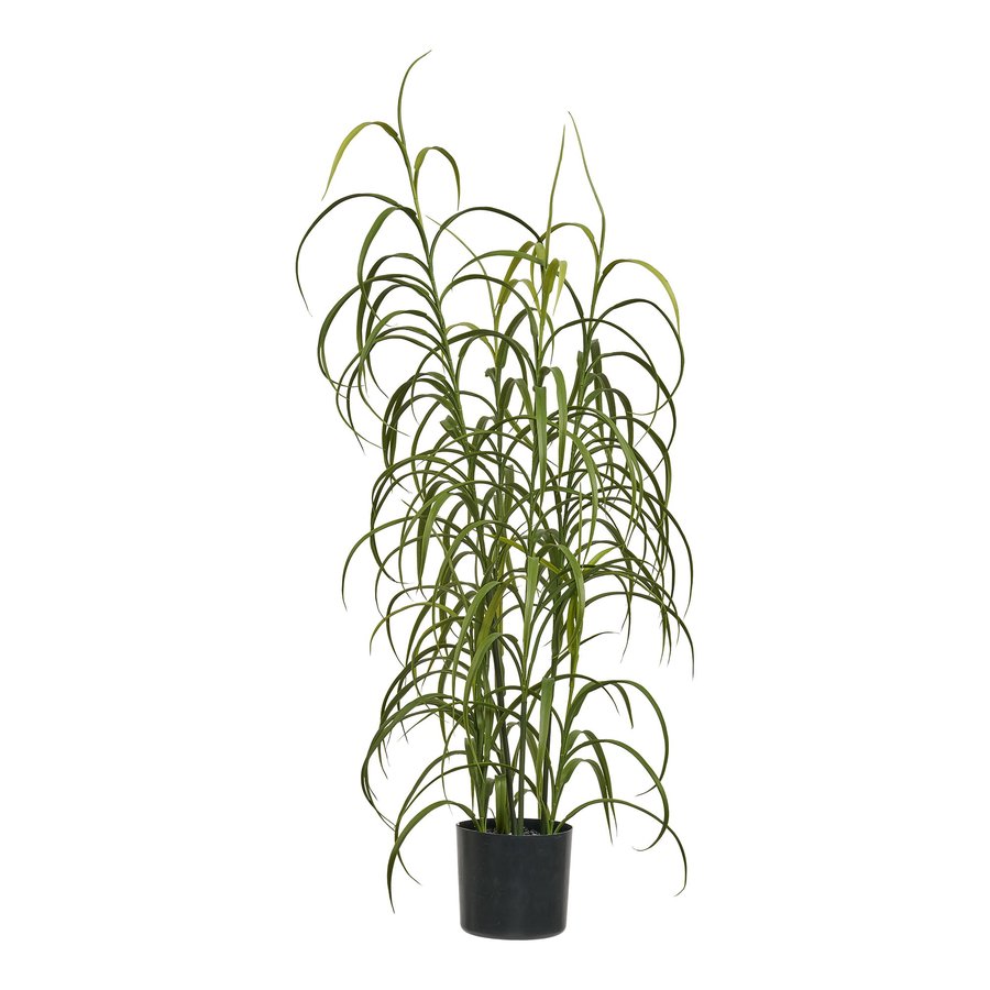 Græs Plante Grøn