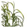 Græs Plante Grøn