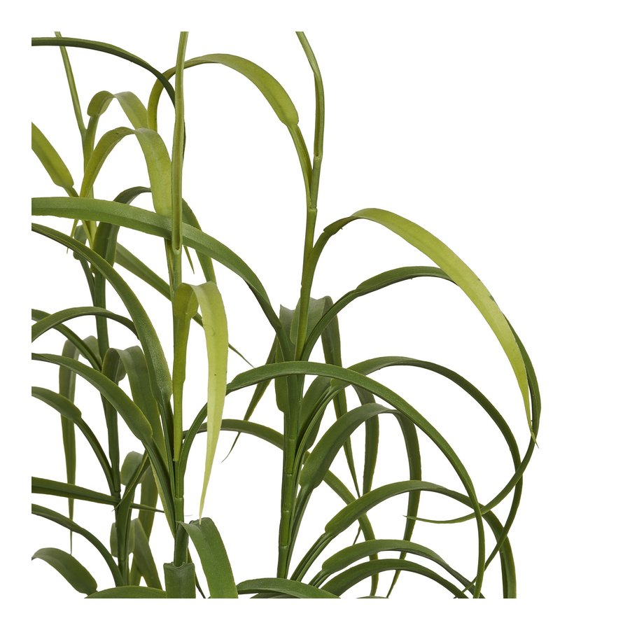 Græs Plante Grøn