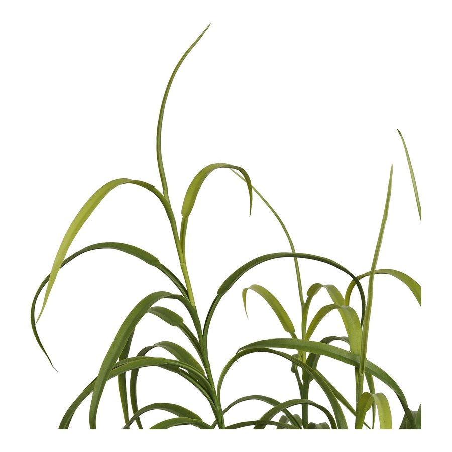 Græs Plante Grøn